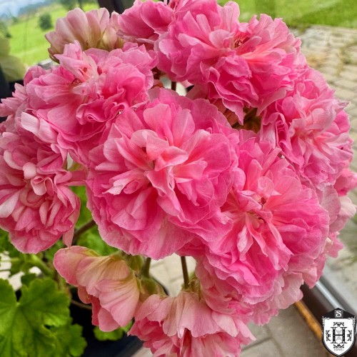 Pelargonium 'Shik Gloria' - Pelargoon 'Shik Gloria' P9/0,55L